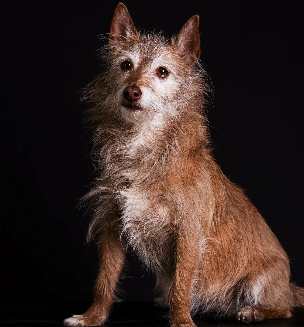 Hund für tiergestützte Ergotherapie - Ergotherapie im Sonnenwall Schönefeld GmbH