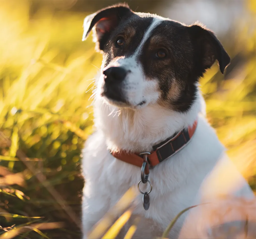 Hund für tiergestützte Ergotherapie - Ergotherapie im Sonnenwall Schönefeld GmbH